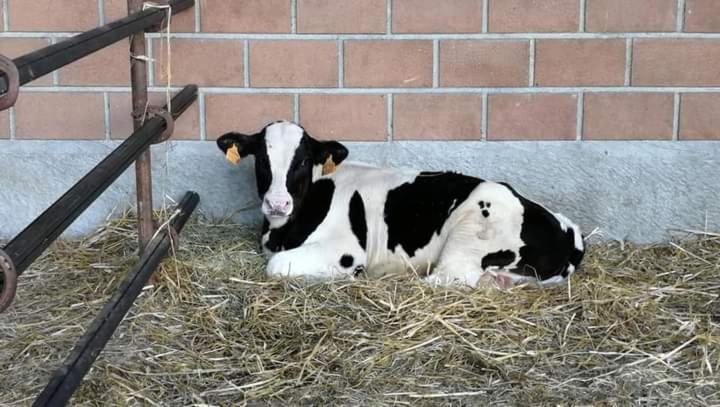 Azienda Agrituristica Scotti Somma Lombardo Eksteriør billede