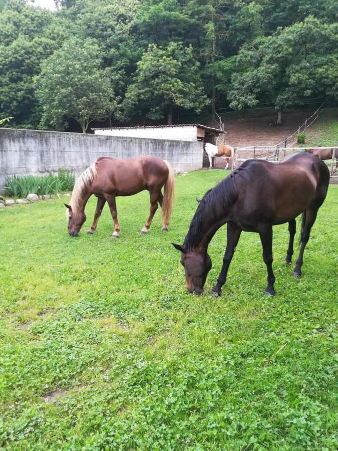 Azienda Agrituristica Scotti Somma Lombardo Eksteriør billede