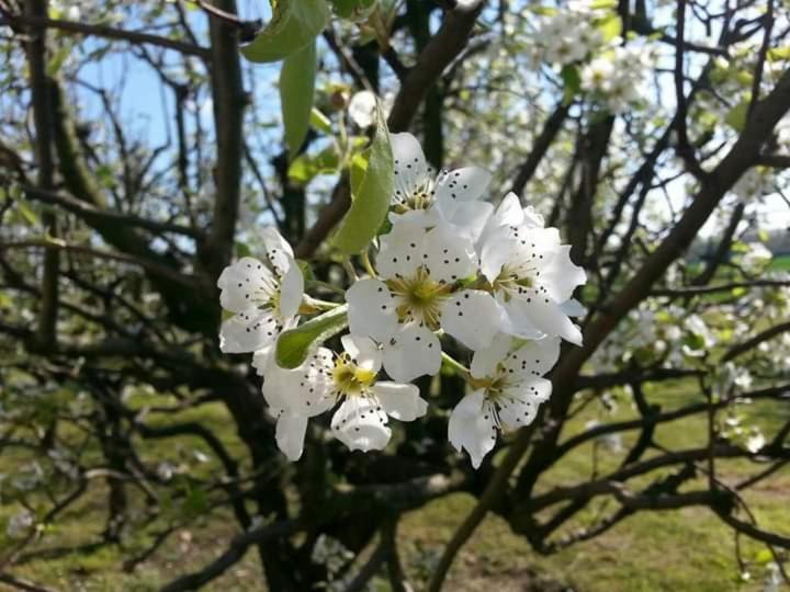 Azienda Agrituristica Scotti Somma Lombardo Eksteriør billede